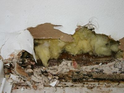 About Black Mold Removal Bryant - black mold removal experts in Bryant